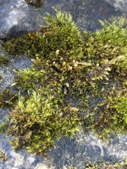 Rhynchostegium murale