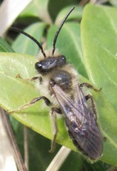 Andrena carlini