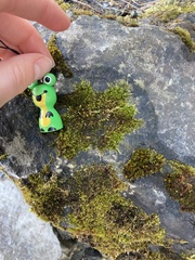 Rhynchostegium murale