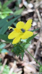Pavonia sepium