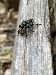 Laphria cinerea