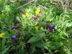 Pulmonaria mollis