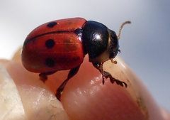 Gonioctena variabilis