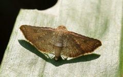 Thyrididae