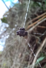 Gasteracantha cancriformis