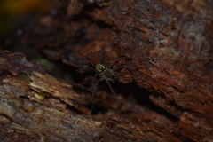 Porteria albopunctata