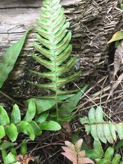 Blechnum appendiculatum