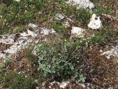 Marrubium incanum
