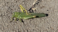 Tropidacris cristata grandis