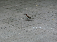 Passer domesticus