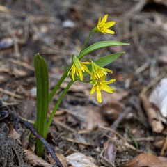 Gagea lutea