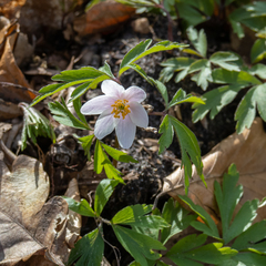 Anemonoides nemorosa