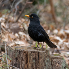 Turdus merula