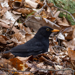 Turdus merula