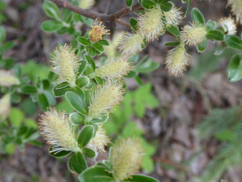 grayleaf willow (Salix glauca)