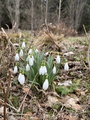 Galanthus nivalis