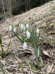 Galanthus nivalis