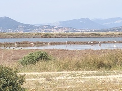 Haematopus ostralegus