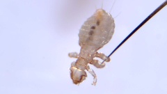 Gyropus ovalis