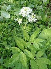 Cardamine leucantha