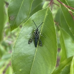 Synanthedon pictipes