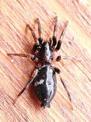Aphantaulax trifasciata