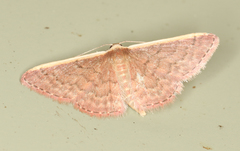 Idaea inversata