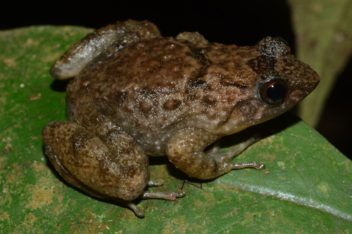 Krefft's Puddle Frog, Phrynobatrachus krefftii