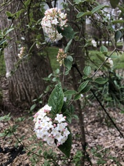 Viburnum carlesii