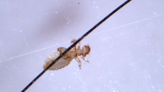 Gyropus ovalis