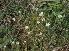 Cerastium ligusticum