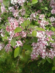 Syringa pubescens