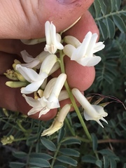 Astragalus curvicarpus