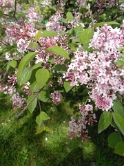 Syringa pubescens