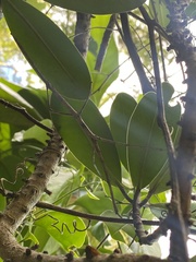 Cladomorphus phyllinus