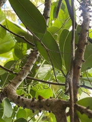 Cladomorphus phyllinus