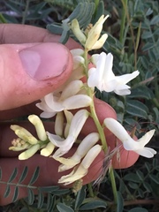 Astragalus curvicarpus
