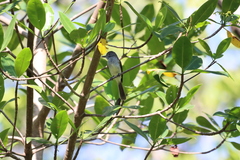 Myiarchus panamensis
