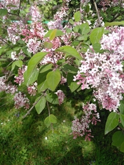 Syringa pubescens