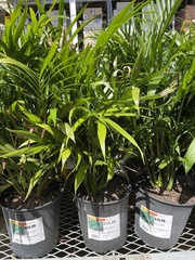 Chamaedorea cataractarum