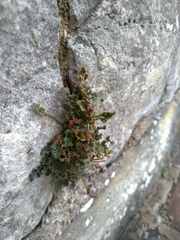 Asplenium ruta-muraria