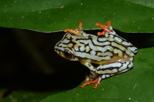 Broad-striped Reed Frog, Hyperolius substriatus