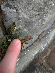 Asplenium ruta-muraria