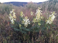 Astragalus curvicarpus