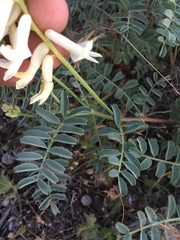 Astragalus curvicarpus