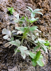 Potentilla caulescens