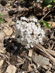 Viburnum × burkwoodii