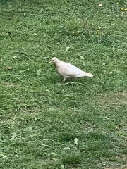 Columba livia domestica