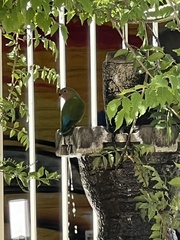 Agapornis roseicollis