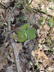 Trillium erectum